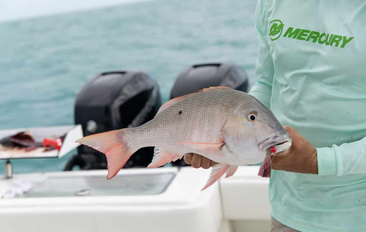 LKS6E1-KWWahoo-20-1200x763